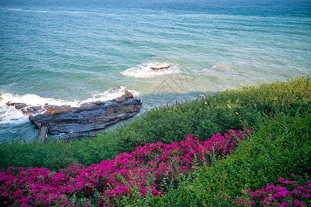 海边拍打礁石的浪花与鲜艳的花朵图片