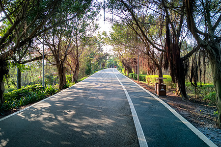 涠洲岛森林小路图片