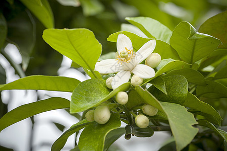 柚子树开花鲜花水果高清图片