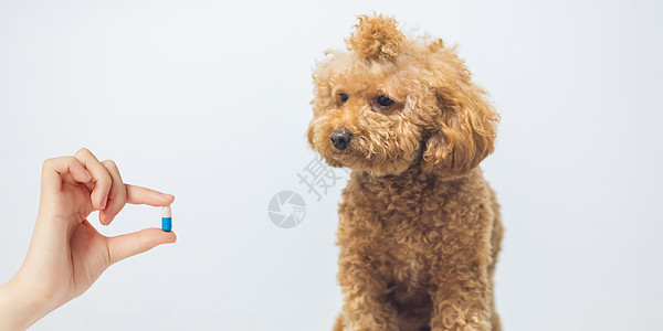 狗狗背景图图片 狗狗背景图素材 狗狗背景图高清图片 摄图网图片下载