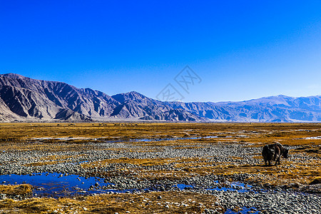 新疆喀什塔什库尔干帕米尔高原金草滩湿地深秋图片