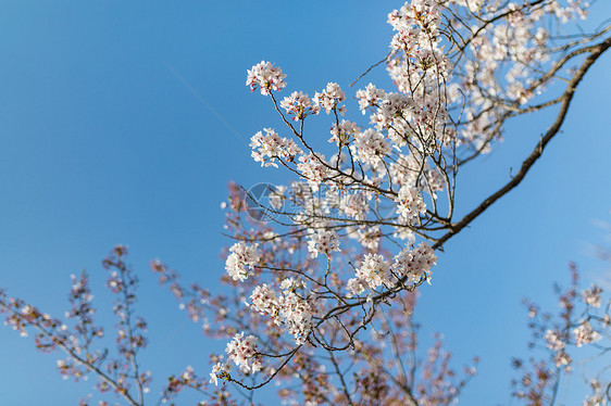 樱花图片