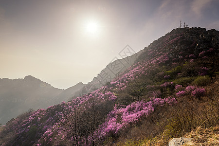 高山杜鹃大连大黑山日出背景