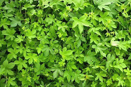 绿色植物背景素材背景图片