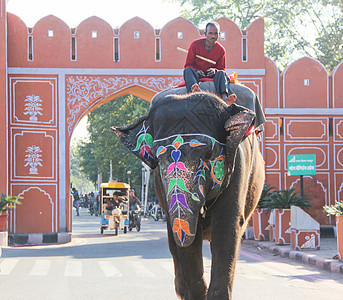 印度大象骑大象图片