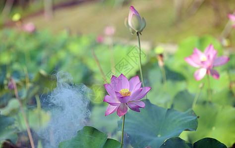 荷花烟雾丰渚园高清图片