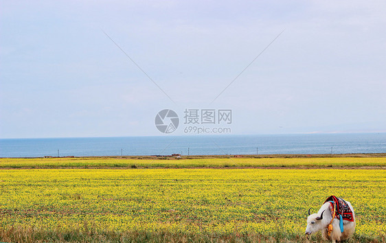 青海湖图片