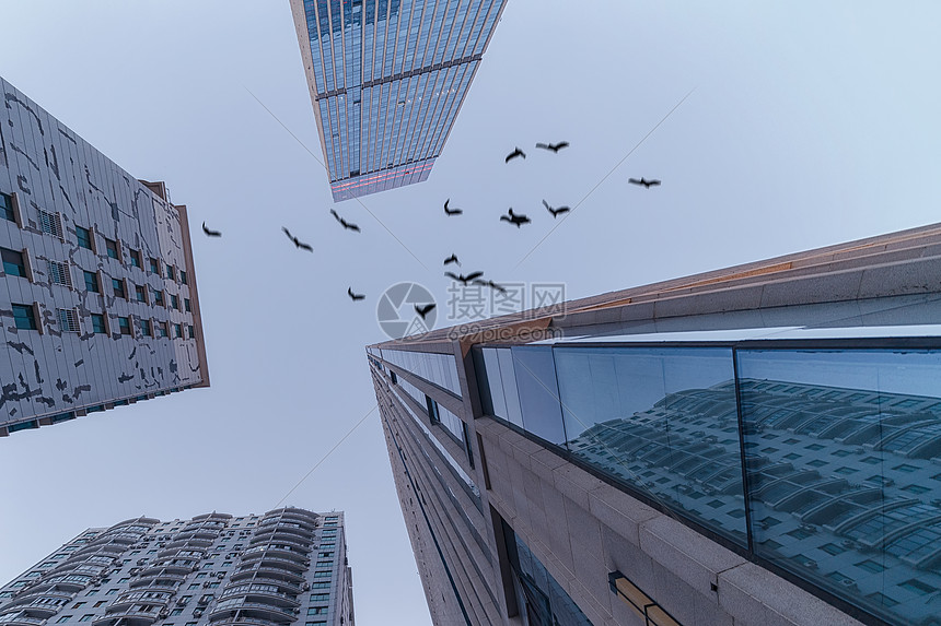 城市高楼大厦中飞过的一群鸽子图片