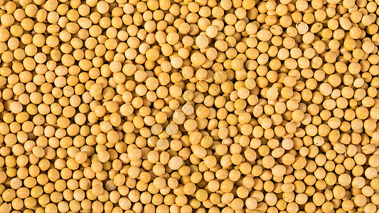 黄豆营养黄豆高清图片