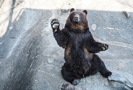 北海道登别黑熊背景图片