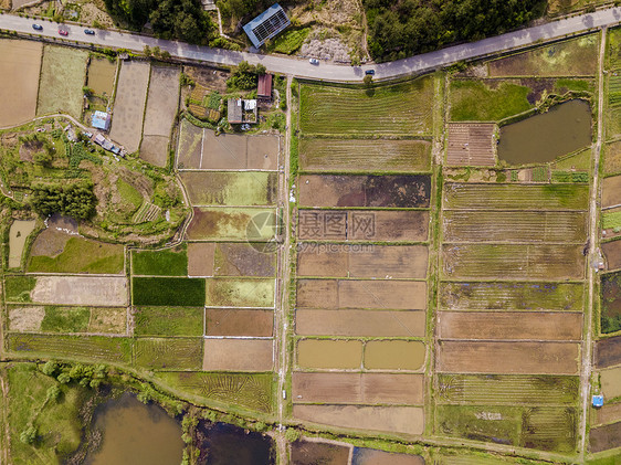 航拍荷塘农田藕田种植图片