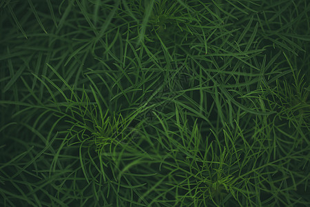 波斯菊鲜花植物叶子背景素材图片