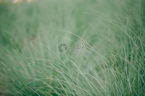 植物叶子特写图片