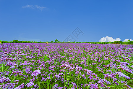 蓝天白云绿草地薰衣草背景