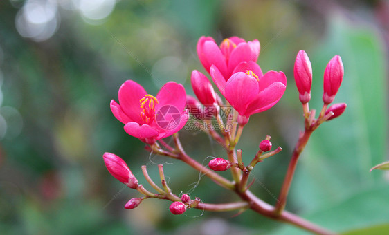 变叶珊瑚花图片