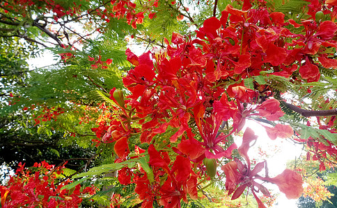 凤凰花红花凤凰木高清图片