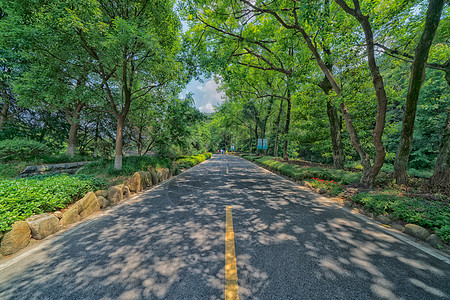 树林散步城市公园里林荫小道背景