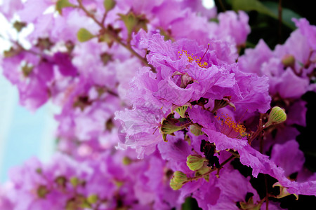 公园路边大花紫薇背景
