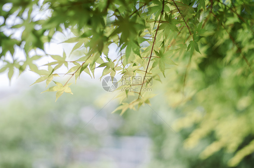 夏日清新的树叶图片