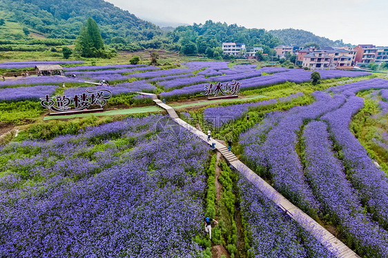 紫色的花海图片