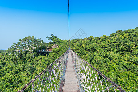 重阳登山海南三亚热带雨林背景