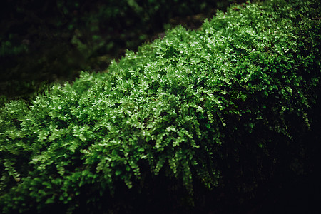 苔藓夏至绿色植被背景