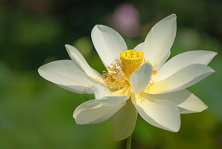 盛开的荷花白莲花背景图片