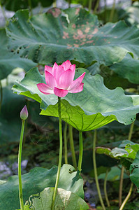 夏季荷花背景图片