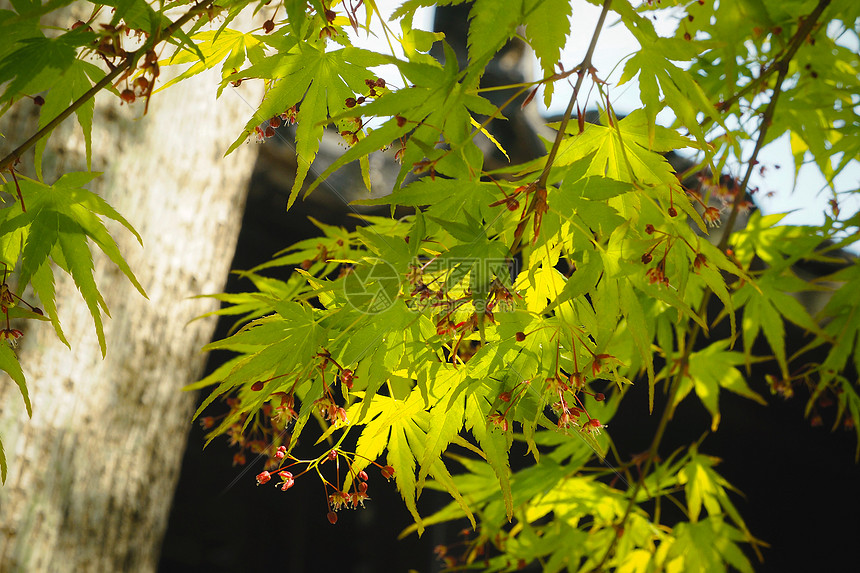 狮子林园林一角：阳光下的枫树图片