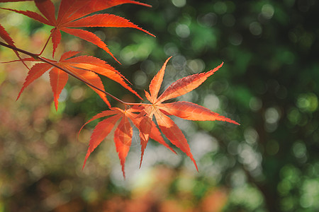 漂亮的枫叶背景图片