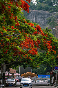 厦门凤凰木凤凰花开背景