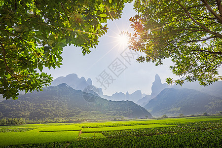 美丽江南稻田背景图片