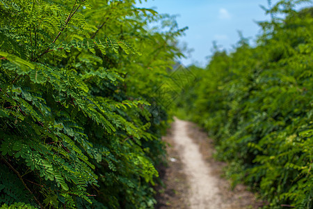 植物叶子背景素材图片