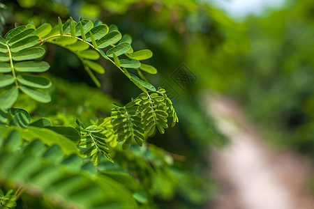植物叶子背景素材图片