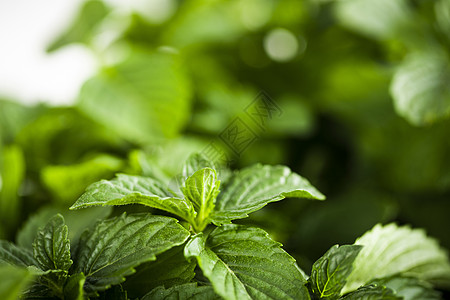 北欧风绿植绿植薄荷背景