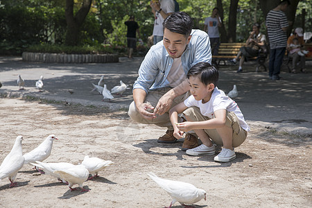 父子公园喂鸽子图片