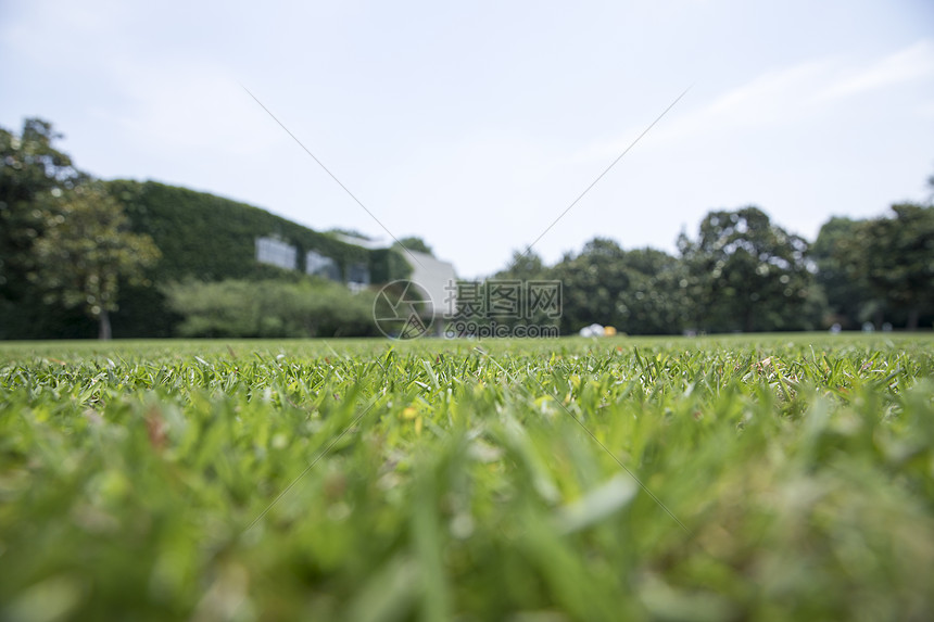 绿色草地图片