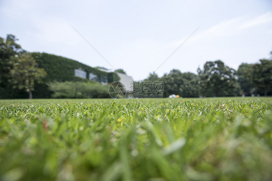 绿色草地图片