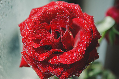 水滴玫瑰花静物图图片
