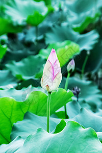 荷花莲蓬背景元素高清图片素材