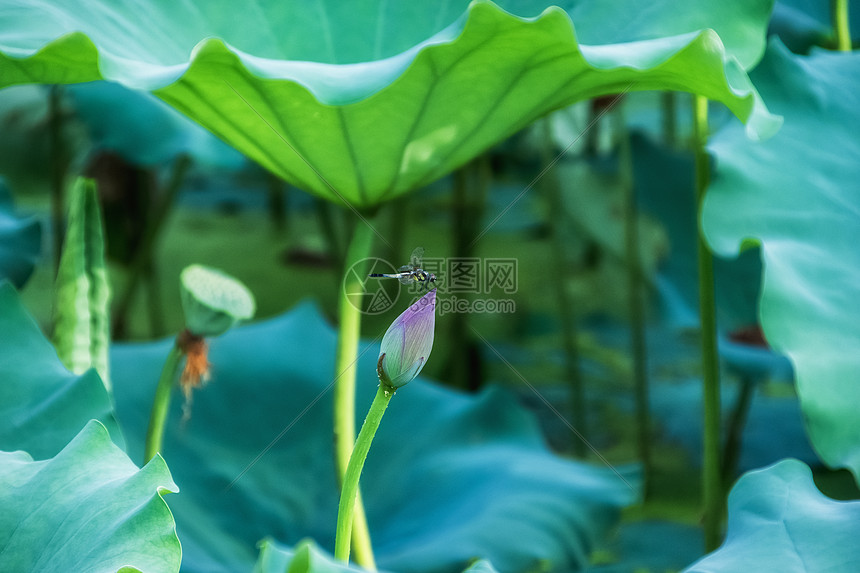 ‘~莲蓬蜻蜓背景  ~’ 的图片