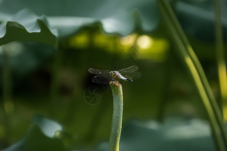 荷花蜻蜓背景图片