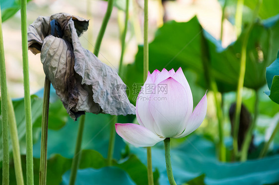 荷花莲蓬背景图片