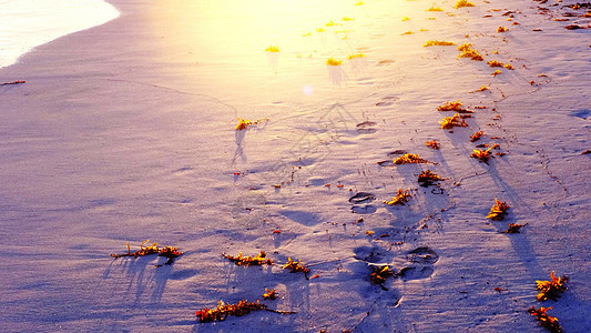 沙滩上散落的海草沐浴在阳光下背景图片