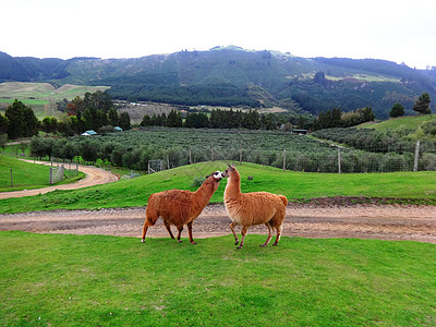 新西兰的草泥马羊驼爱的呢喃图片