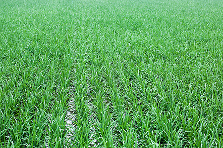 绿油油稻田水稻背景