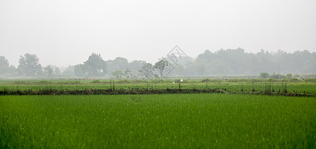 梅雨时节朦胧田园图片