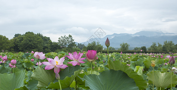 青山绿树雨荷背景