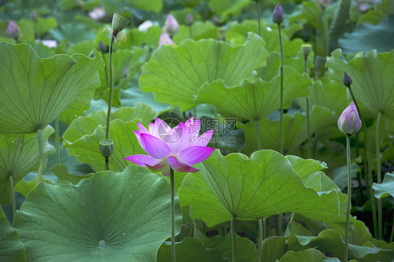 荷花图片