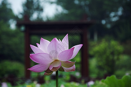 荷花图片